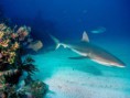 /album/ryby/underwater-wallpaper-7-886759-jpeg/